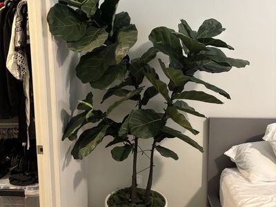 Large Artificial Fiddle Leaf Fig Tree in White Planter Pot - Realistic Faux Plant Decor