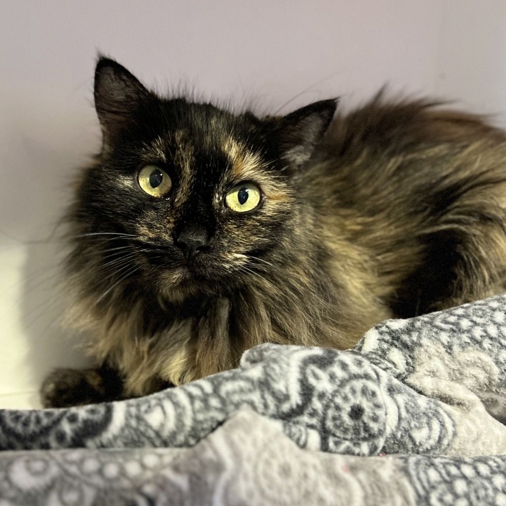 Hello my name is Daffodil