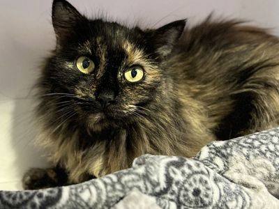 Hello my name is Daffodil