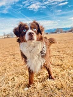 Mini Aussie Stud Australian Shepherd