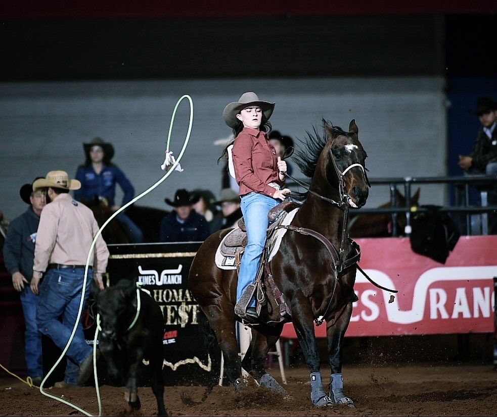 Aqha Breakaway Gelding