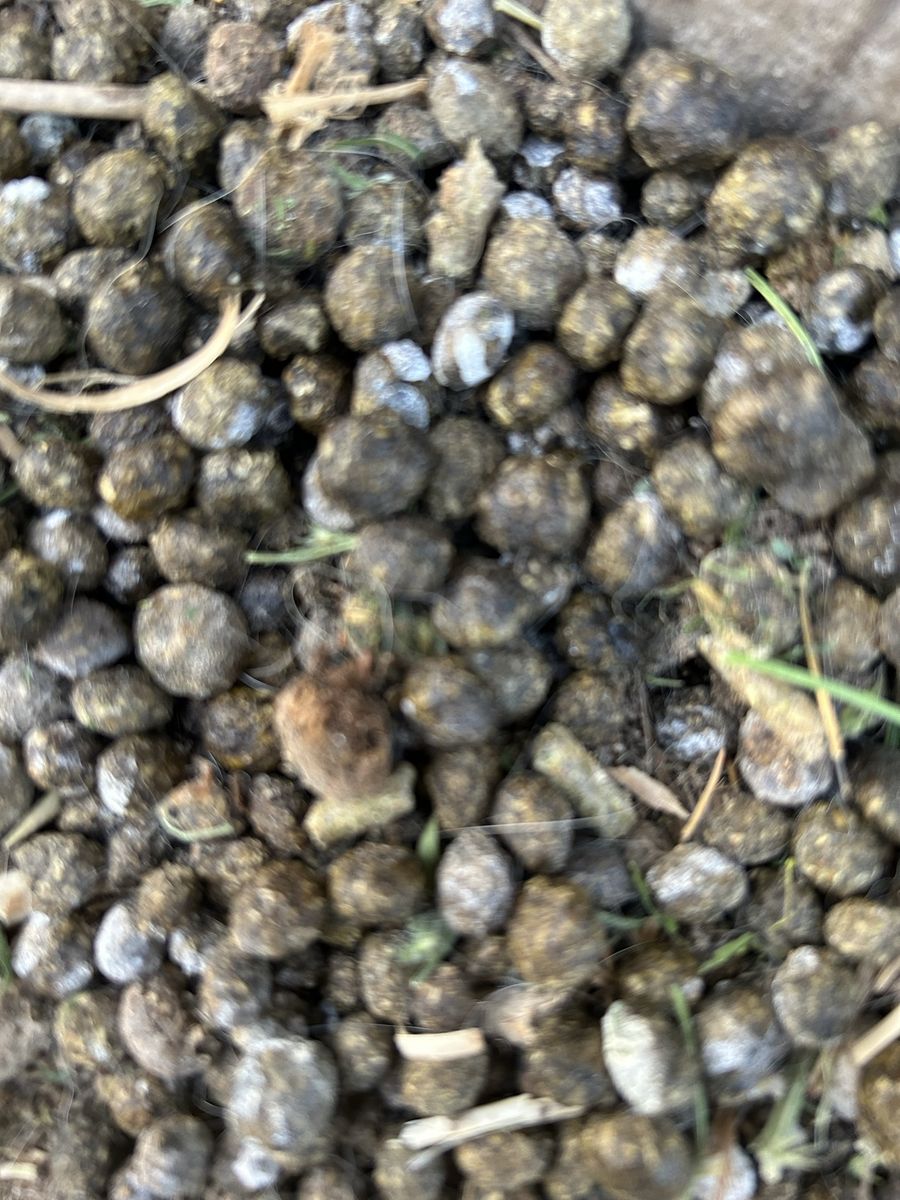 Rabbit manure/fertilizer