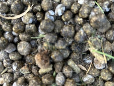 Rabbit manure/fertilizer