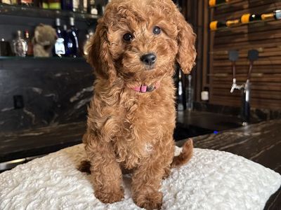 Stunning Deep Red Mini Goldendoodle Girl Puppy