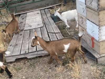 Nigerian Dwarf Goats - kids