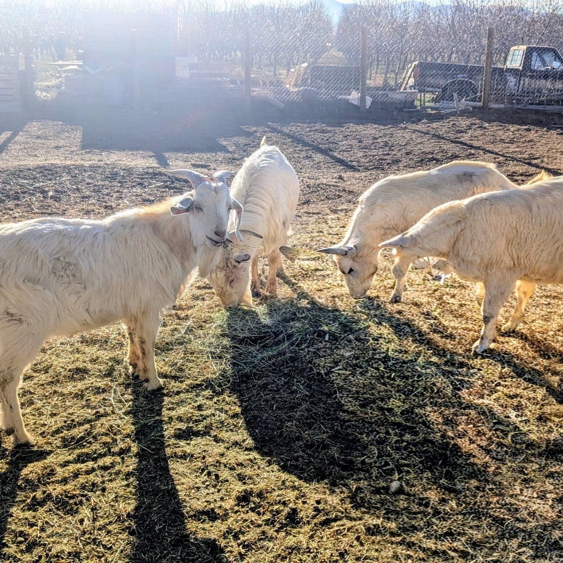 Saanen Billy goats $175.00-200.00