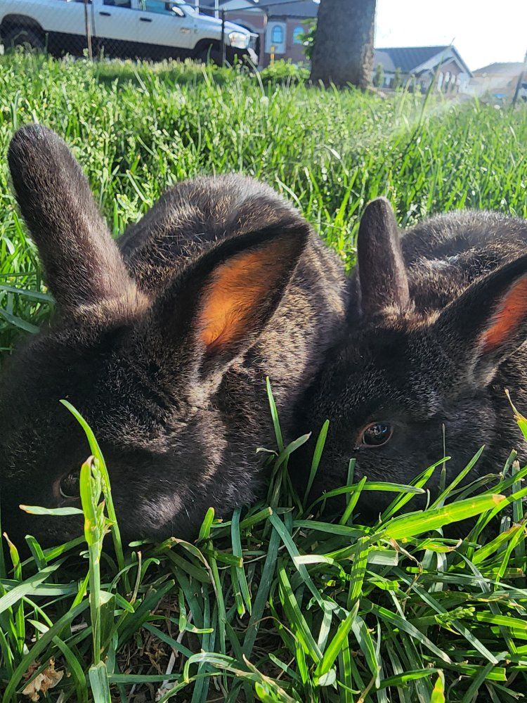 BABY LOP BUNNYS