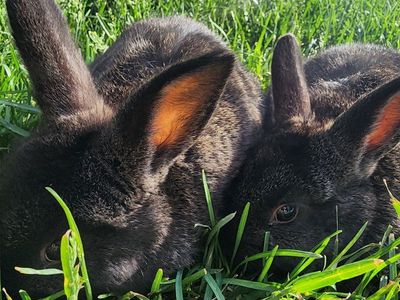BABY LOP BUNNYS