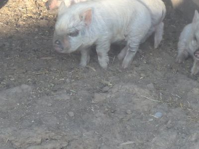 kune kune ipp cross piglets