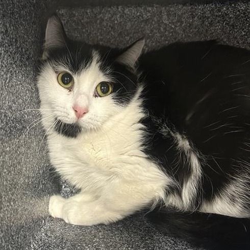 Hello my name is Panda