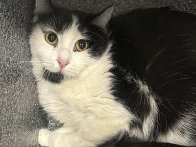 Hello my name is Panda