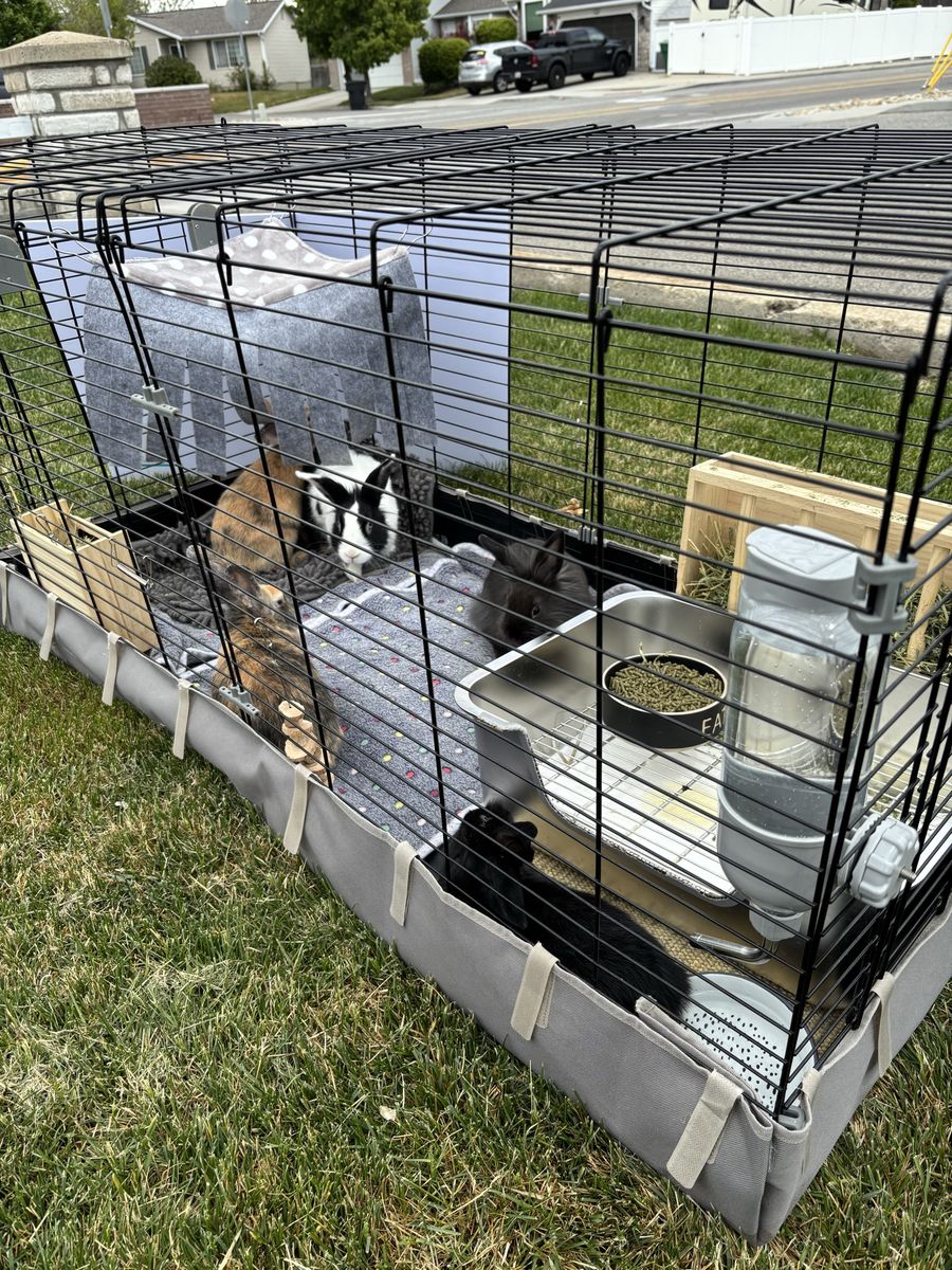 FREE BUNNIES!