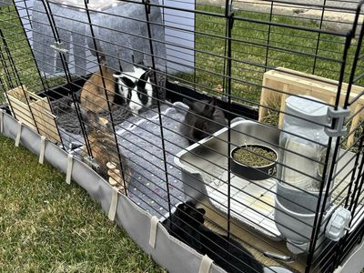 FREE BUNNIES!