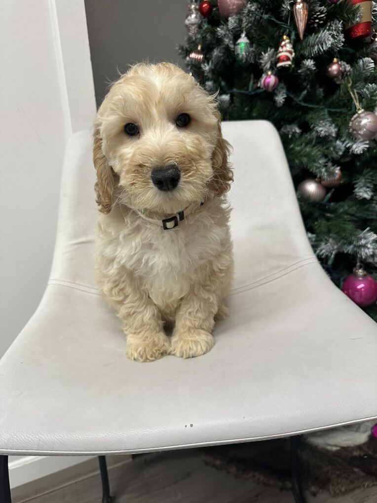Mini Goldendoodle F1bb Puppies