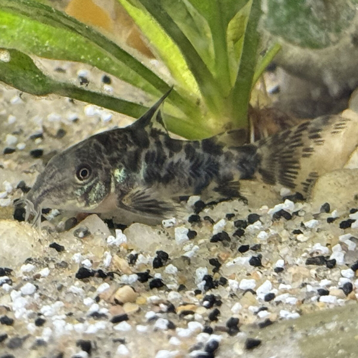 Peppered Corydora Catfish