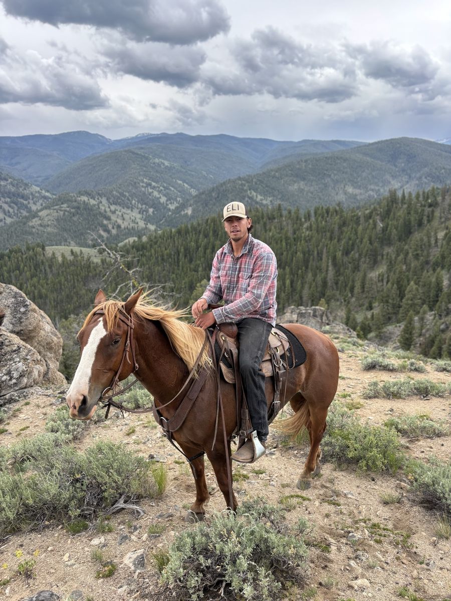 registered AQHA 5 year old sorrel gelding
