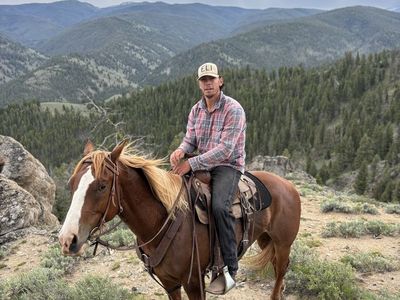 registered AQHA 5 year old sorrel gelding