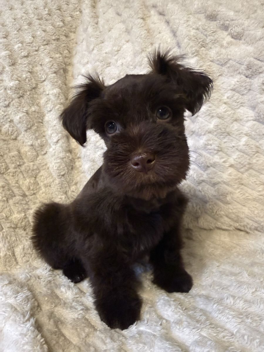Miniature Schnauzer Male