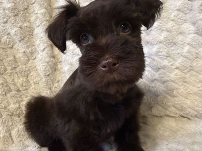 Miniature Schnauzer Male