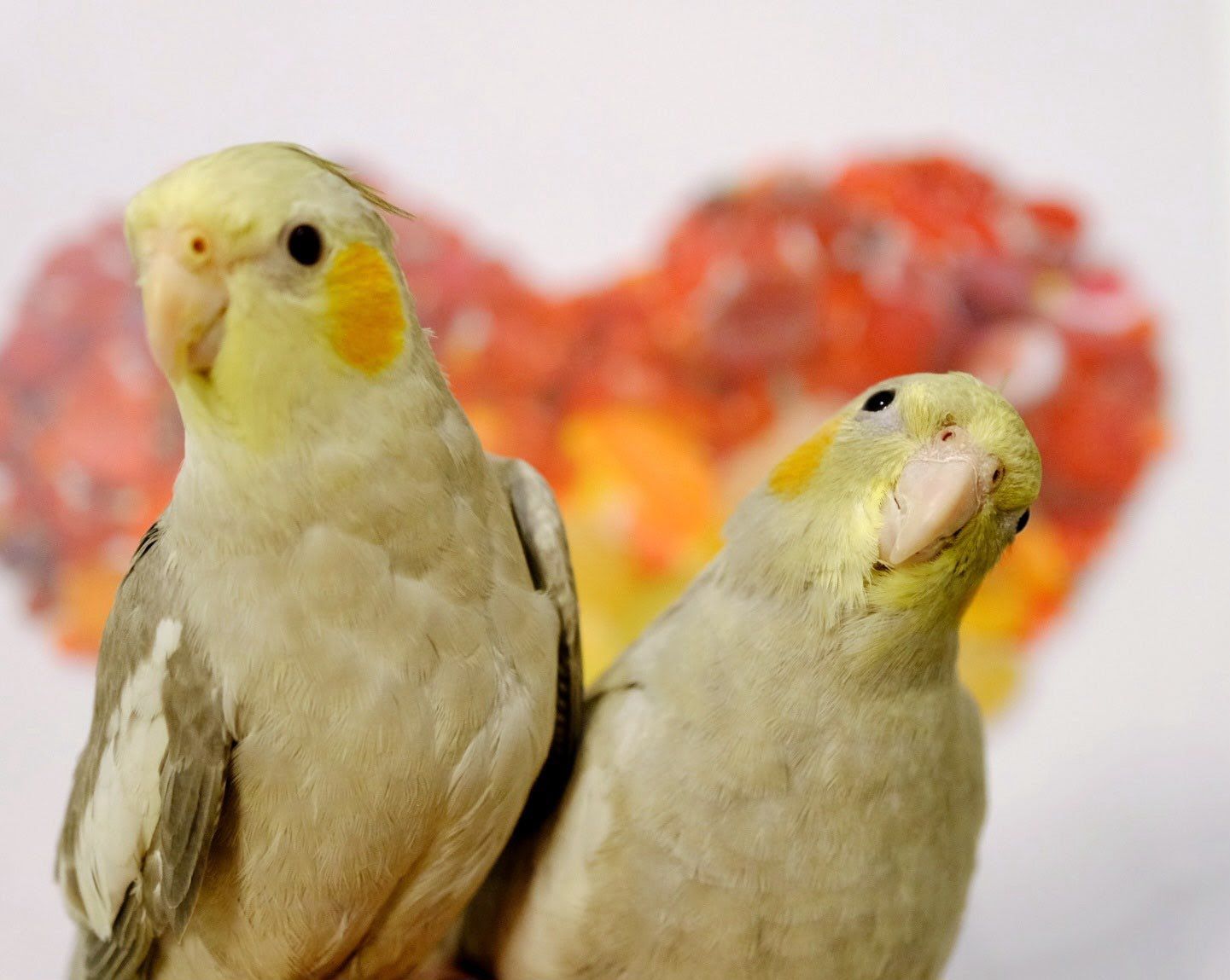 Birds- Recessive Silver and Emerald