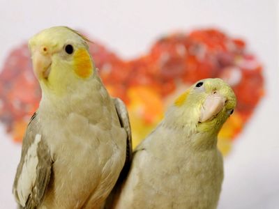 Birds- Recessive Silver and Emerald