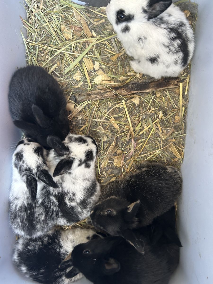 New Zealand/Silver Fox mix baby bunnies