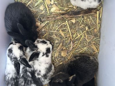 New Zealand/Silver Fox mix baby bunnies