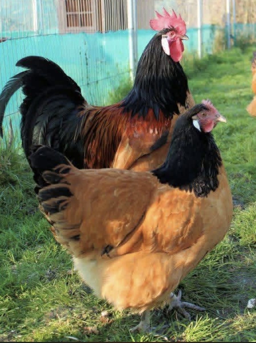 I’m Looking For Hens Over One Year Old