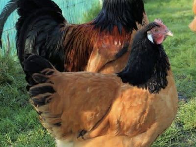 I’m Looking For Hens Over One Year Old
