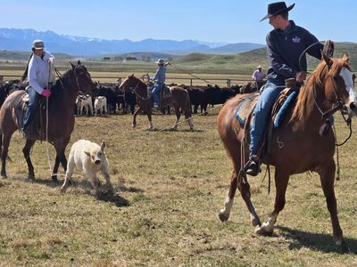 5 year old 1/4 draft mare