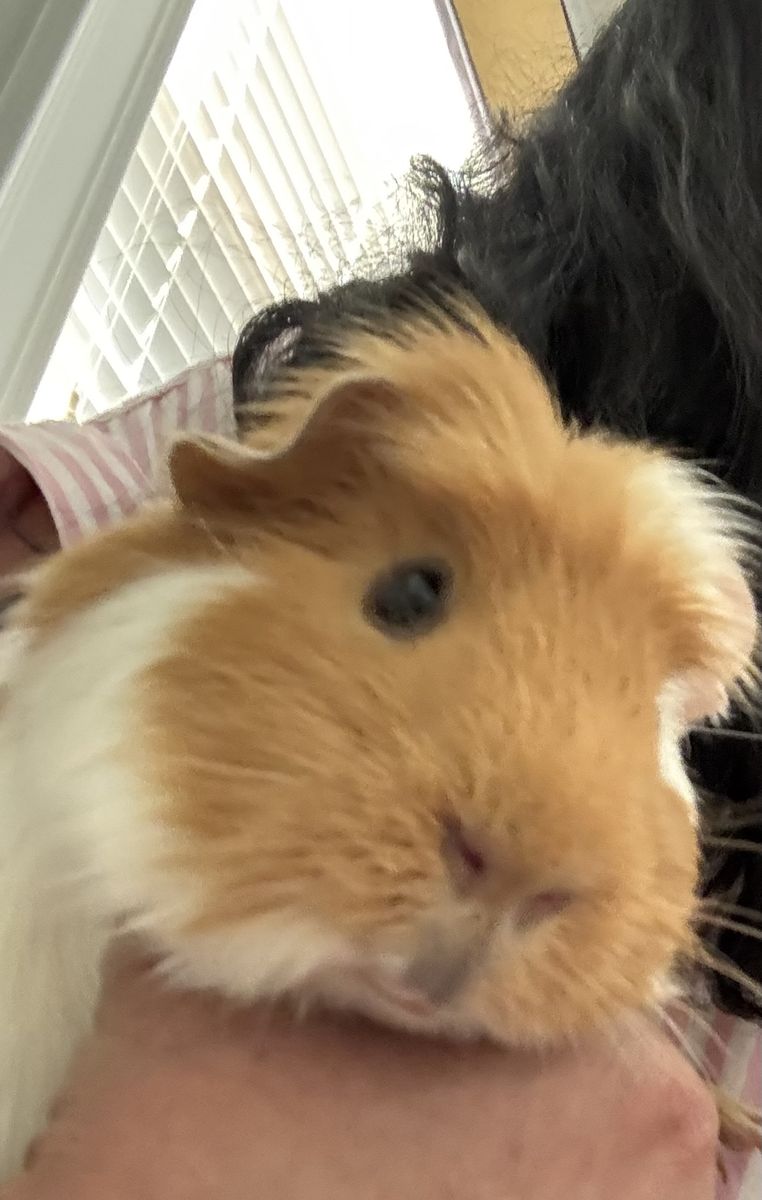 Guinea Pig and pet supplies