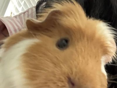 Guinea Pig and pet supplies