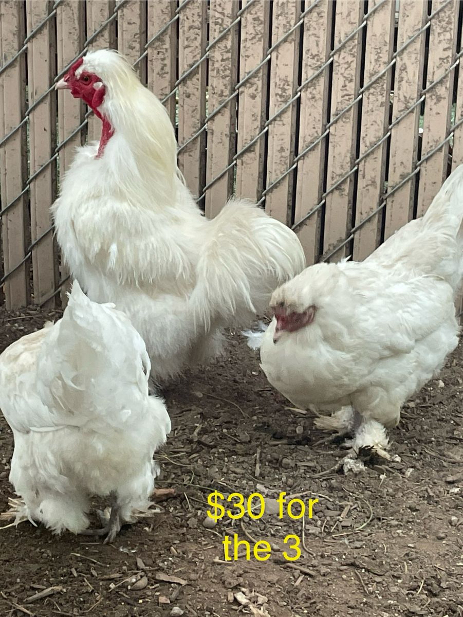 Coaching & Silkie Mix Hens for Sale - Laying Hens