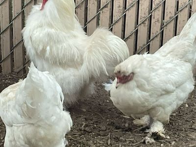 Coaching & Silkie Mix Hens for Sale - Laying Hens