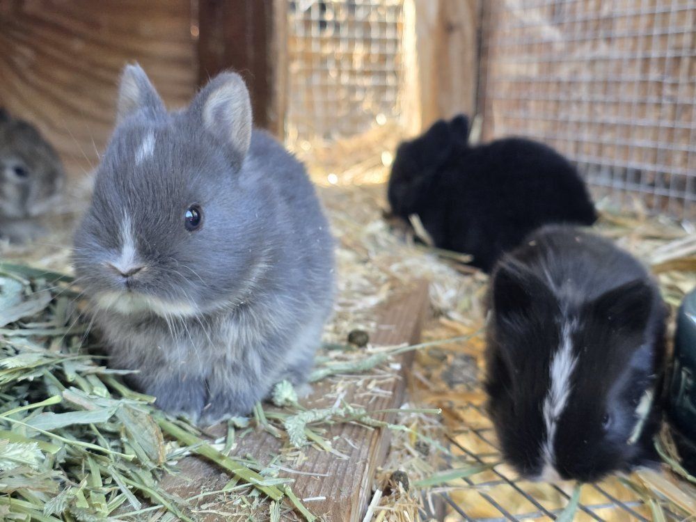 Purebred Netherland Dwarf Rabbits (kits/baby bunnies)