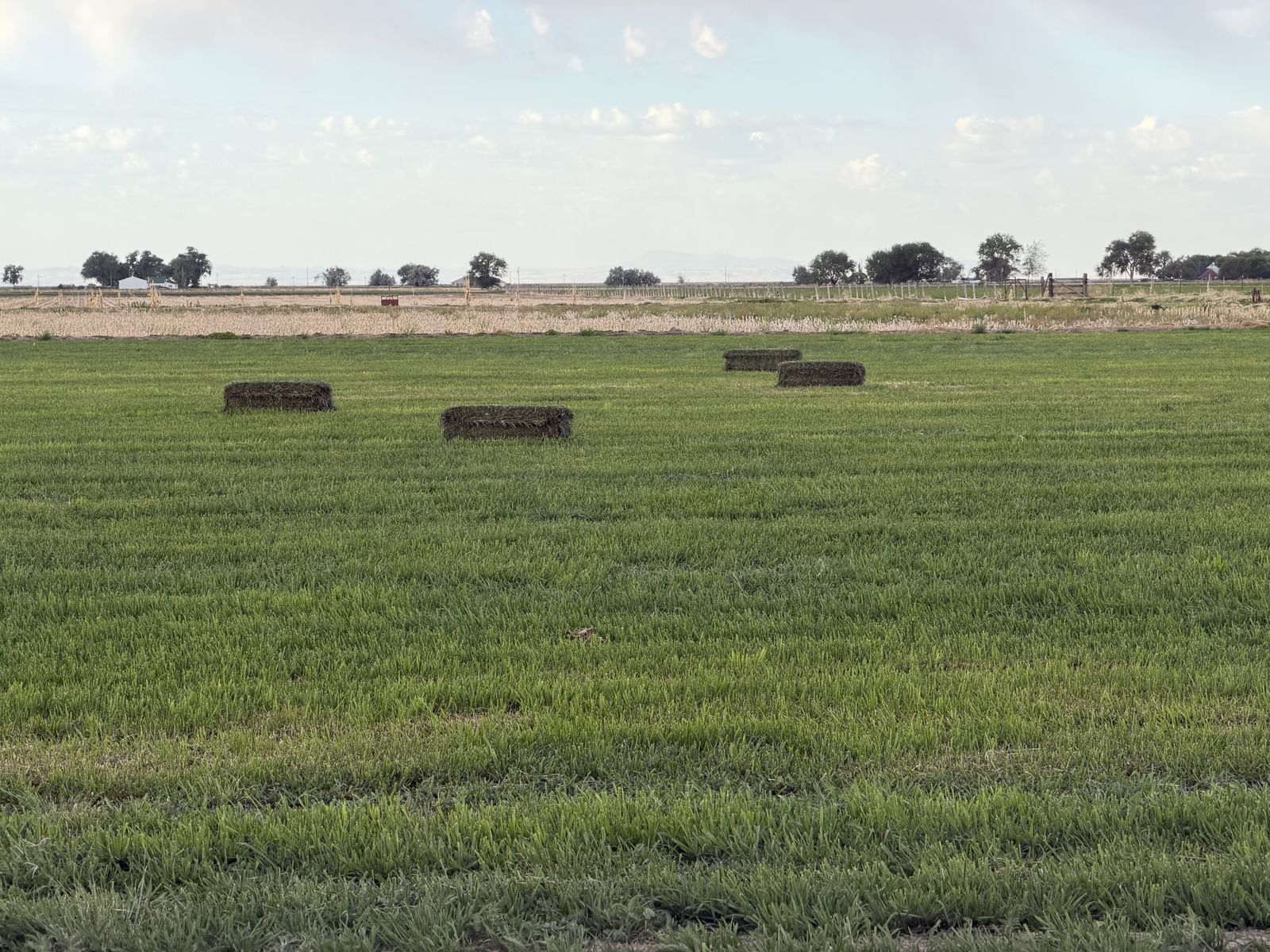 Timothy Grass