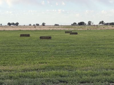 Timothy Grass
