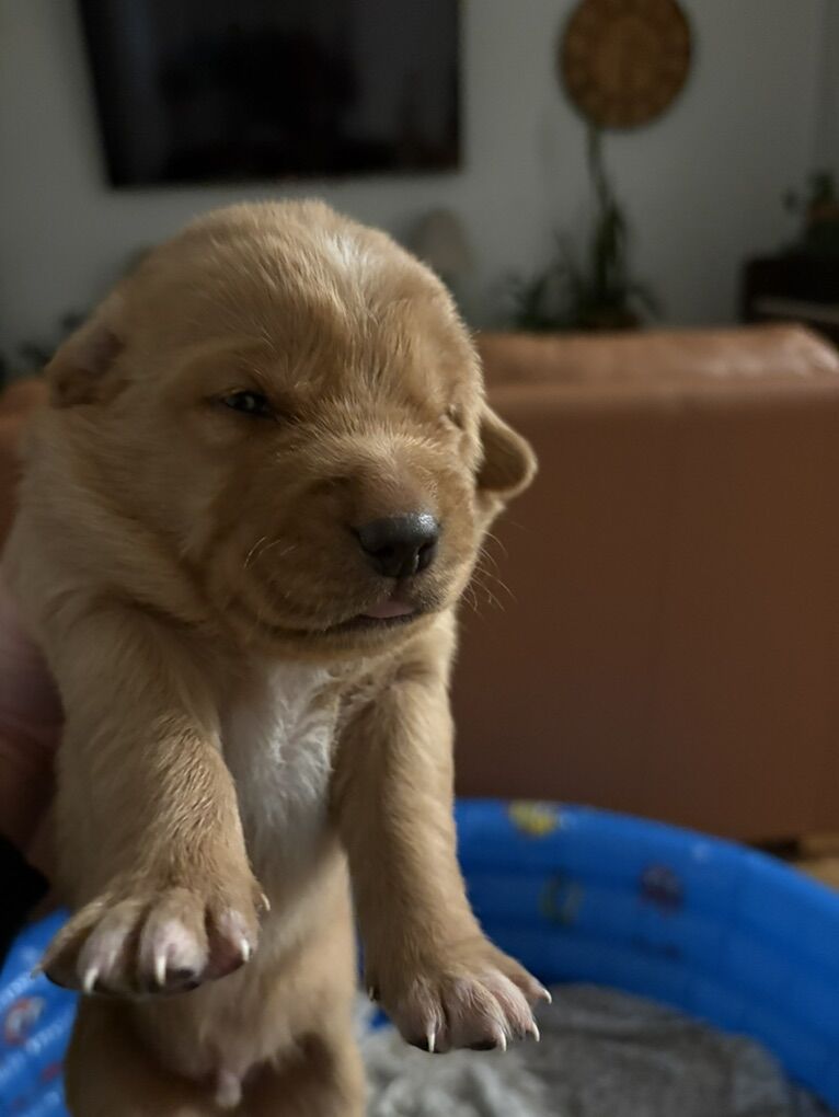 Golden Retriever Mix Puppies