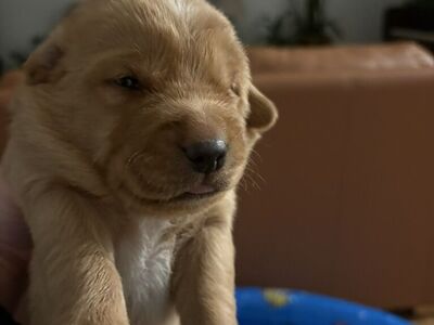 Golden Retriever Mix Puppies
