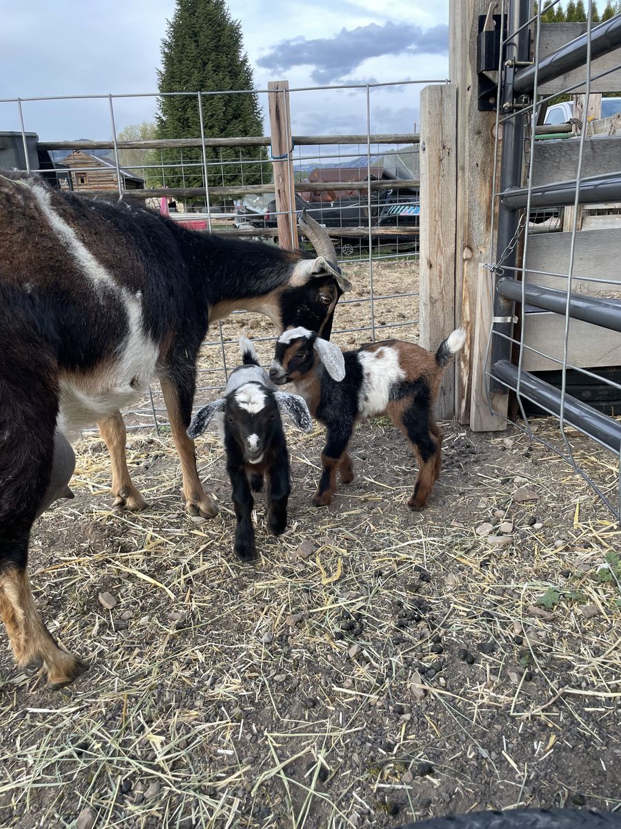 Mini Nubian Buckling