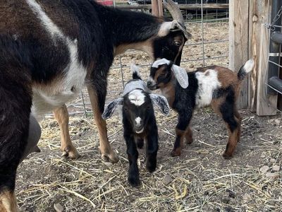 Mini Nubian Buckling