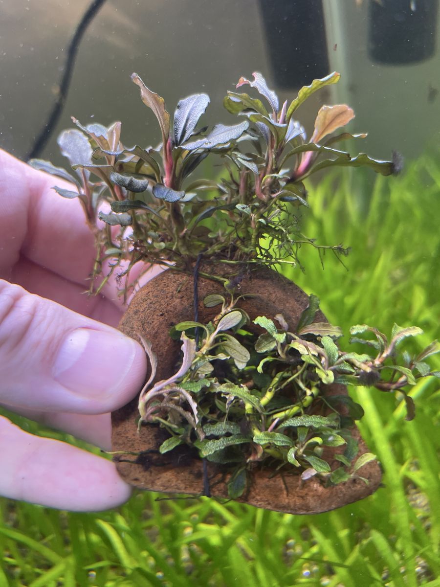 Bucephalandra