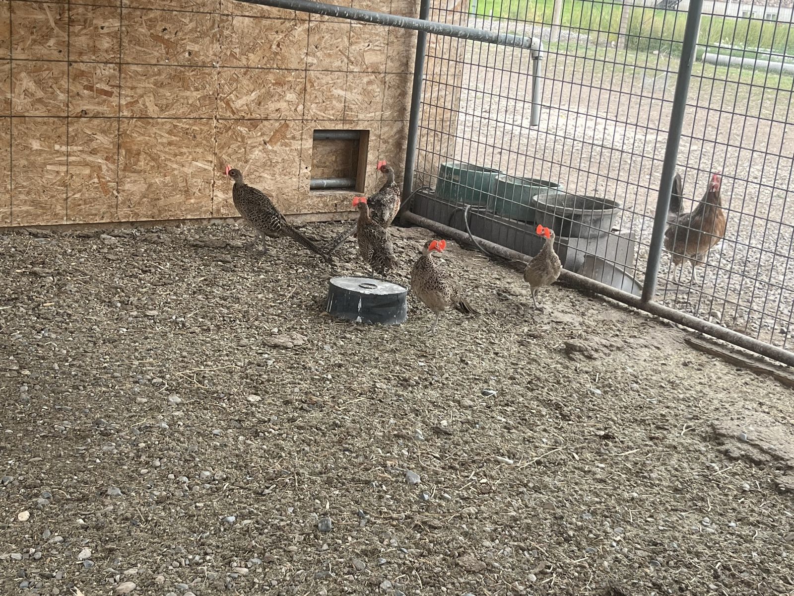Pheasants
