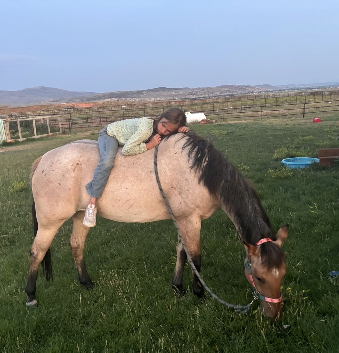 6 year old registered mare