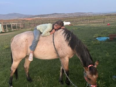 6 year old registered mare