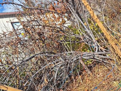 ISO 2 yr old Pecan trees