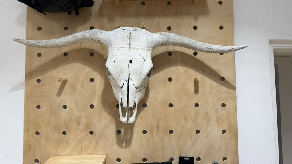 Bull Skull