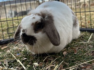 Nice Holland Lop