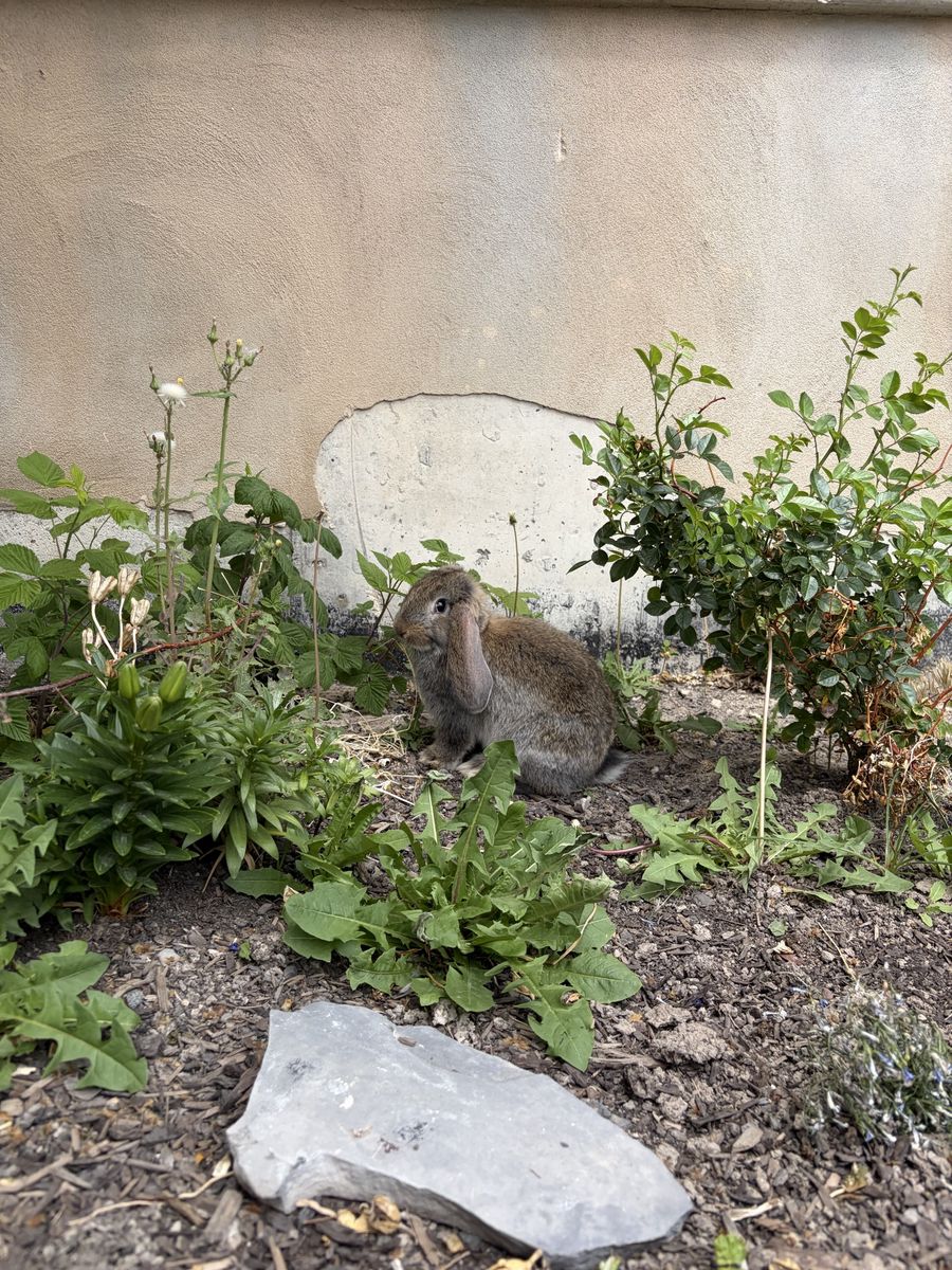 Main image 6