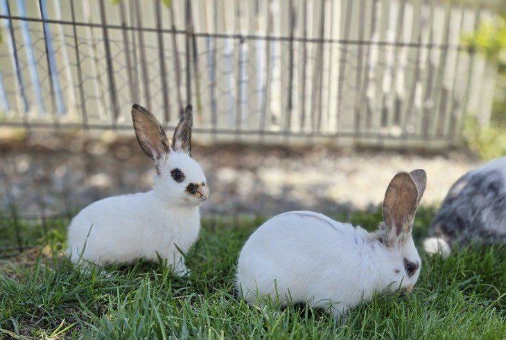 Charlie Rhinelander Bunny Rabbit Juniors